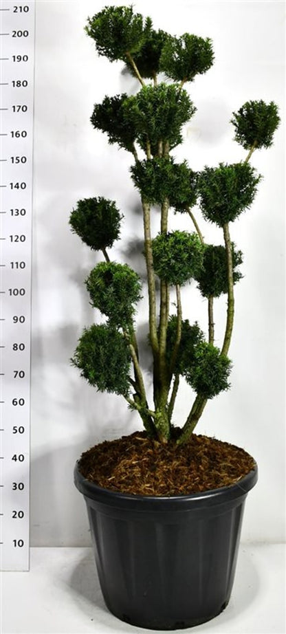 Hybrididegran – Taxus media &