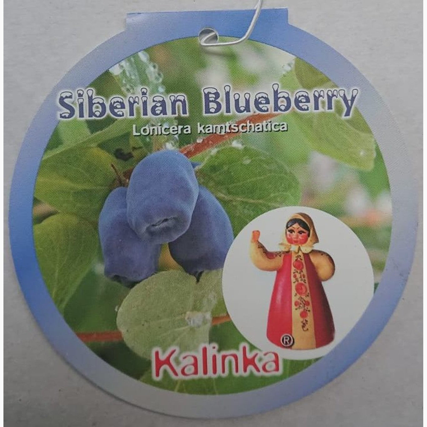 Blåbärstry – Lonicera kamtschatica 'Kalinka' - C5 40-50 CM