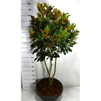 Städsegrön magnolia – Magnolia grandiflora 'Little Gem' - C40 125-150 cm. Meerstammig
