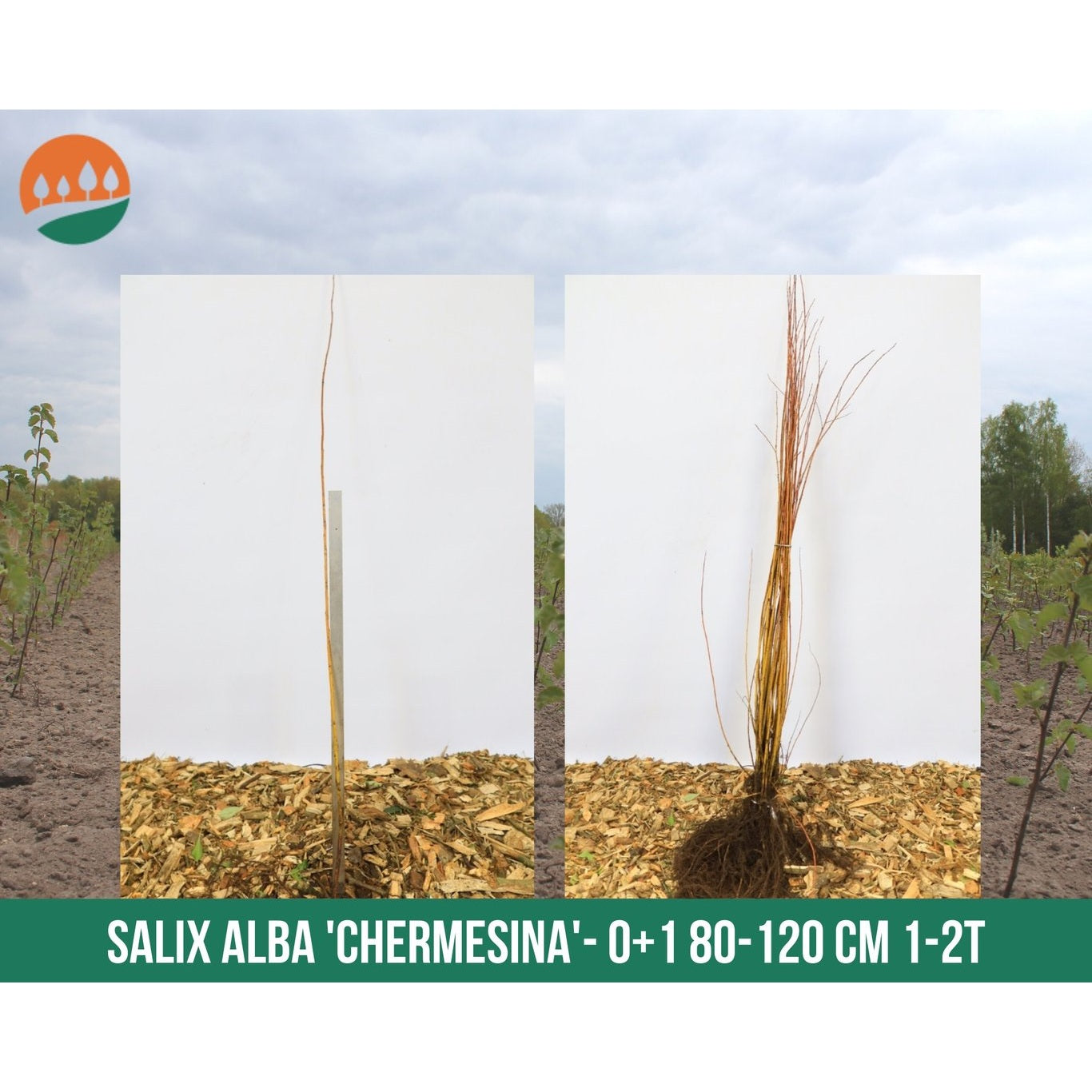 Silverpil – Salix alba 'Chermesina' - 60-100 CM bare root 0/1   1-2 branche