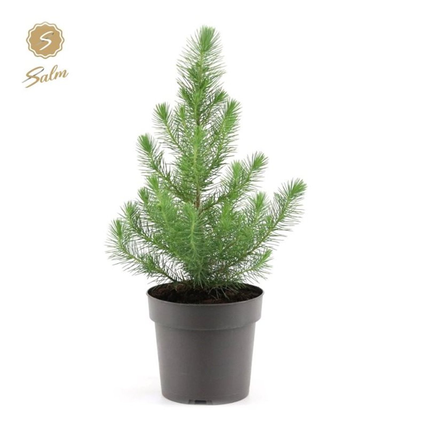 Stenfura – Pinus pinea 'Silver Crest' - C2 34-45 CM