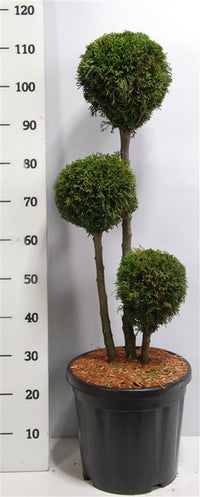 Thuja – Thuja occidentalis 'Smaragd' - C18 60-70 cm. Multibol
