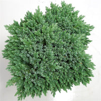 Himalaya-en – Juniperus squamata 'Blue Star' - C25 70 cm. Stam