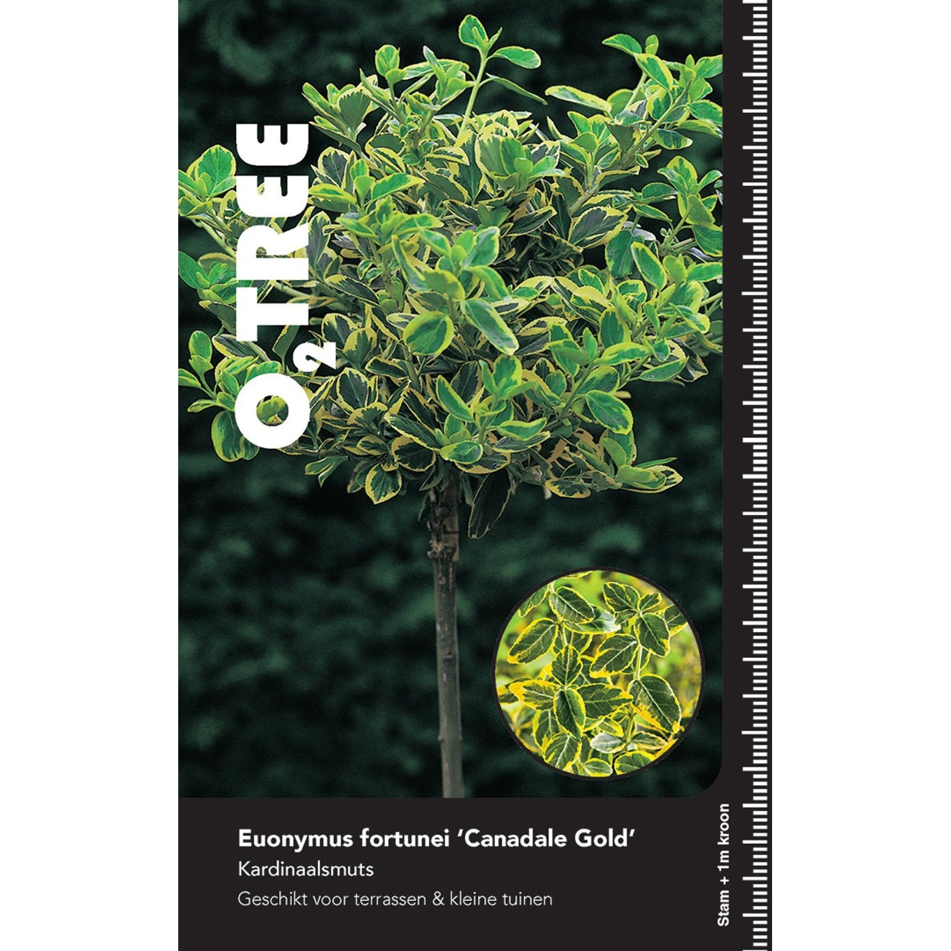 Klätterbenved – Euonymus fortunei 'Canadale Gold' - 150 CM Stem C12