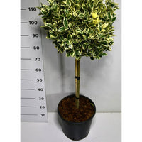 Japansk benved – Euonymus japonicus 'Bravo' - C18 60 cm. Stam