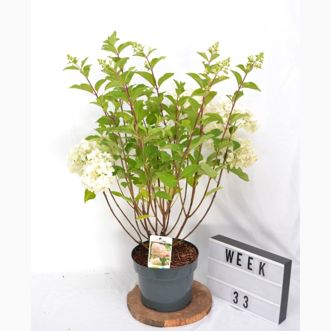 Syrenhortensia – Hydrangea paniculata 'Silver Dollar' - C5 40-50 CM