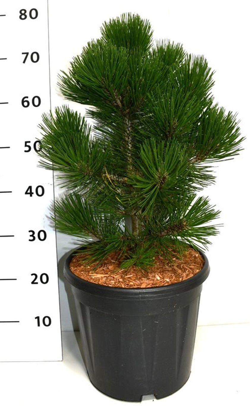 Balkantall – Pinus heldreichii &