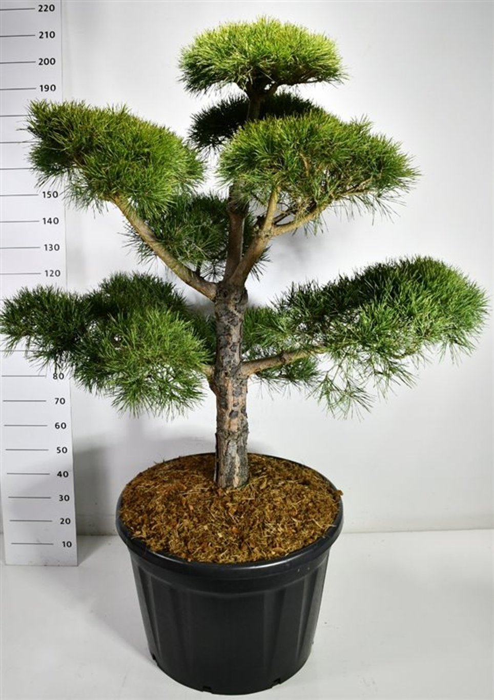Tall – Pinus sylvestris - C180 140 cm. Bonsai