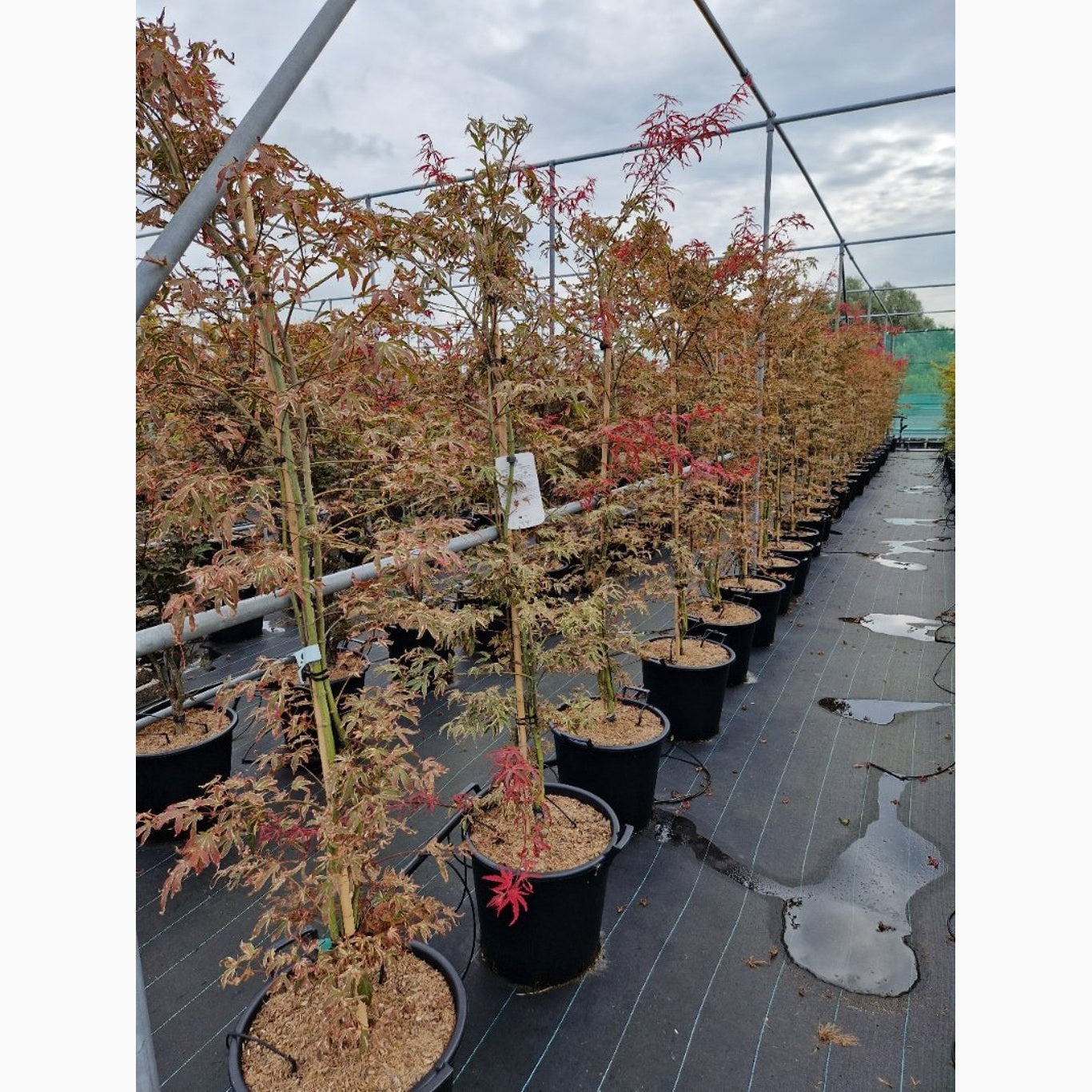 Japansk lönn – Acer shirasawanum - C35 150-175 CM