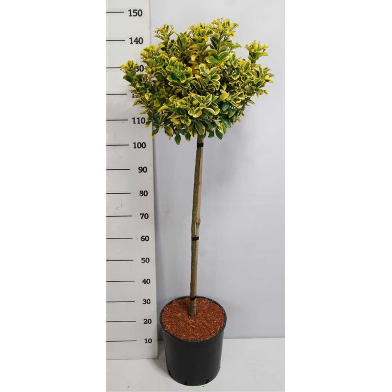Japansk benved – Euonymus japonicus 'Aureus' - 90 CM Stem C15