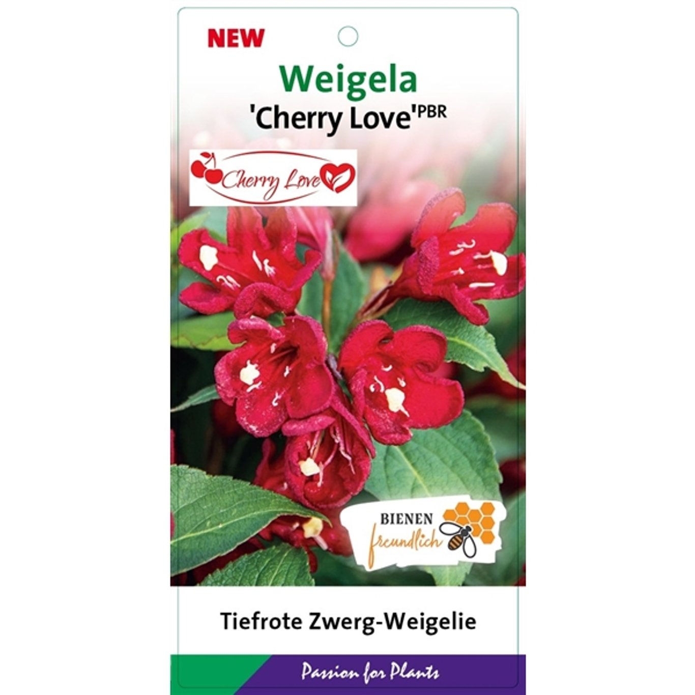 Praktweigela – Weigela 'Cherry Love' - C3 25-30 CM