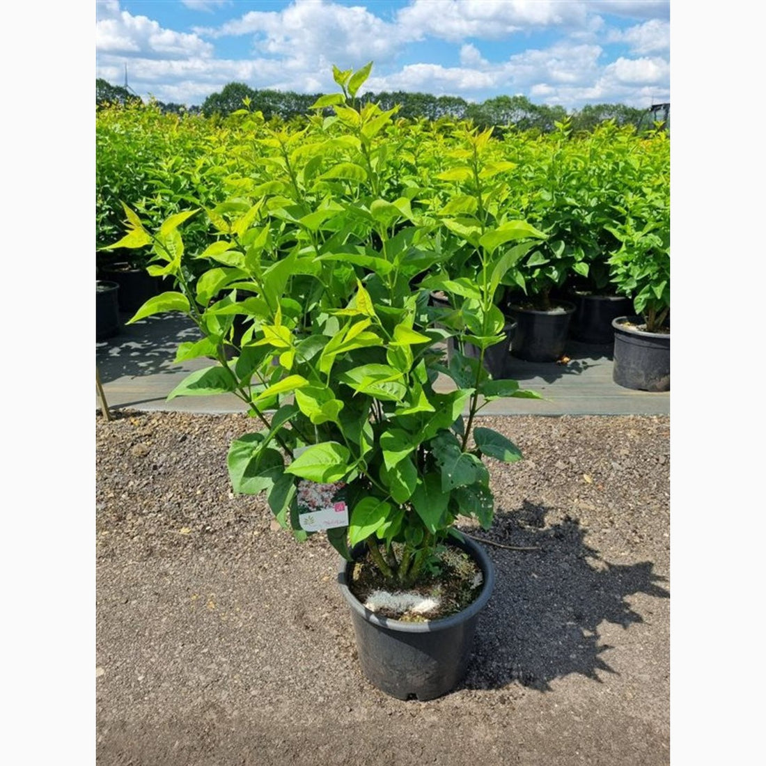 Syren (V); – Syringa vulgaris &