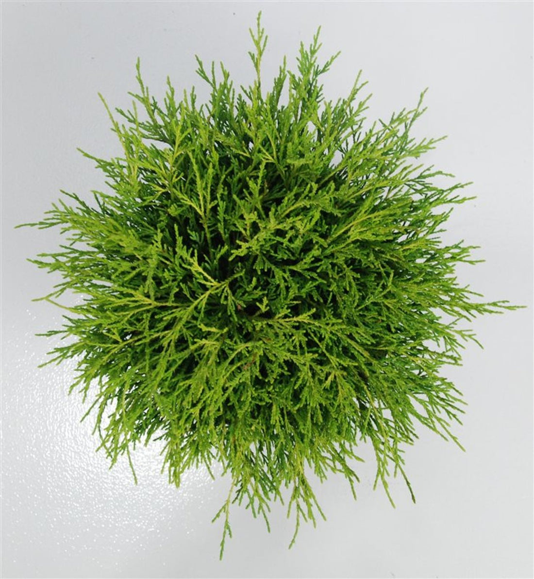 Ädelcypress – Chamaecyparis pisifera &