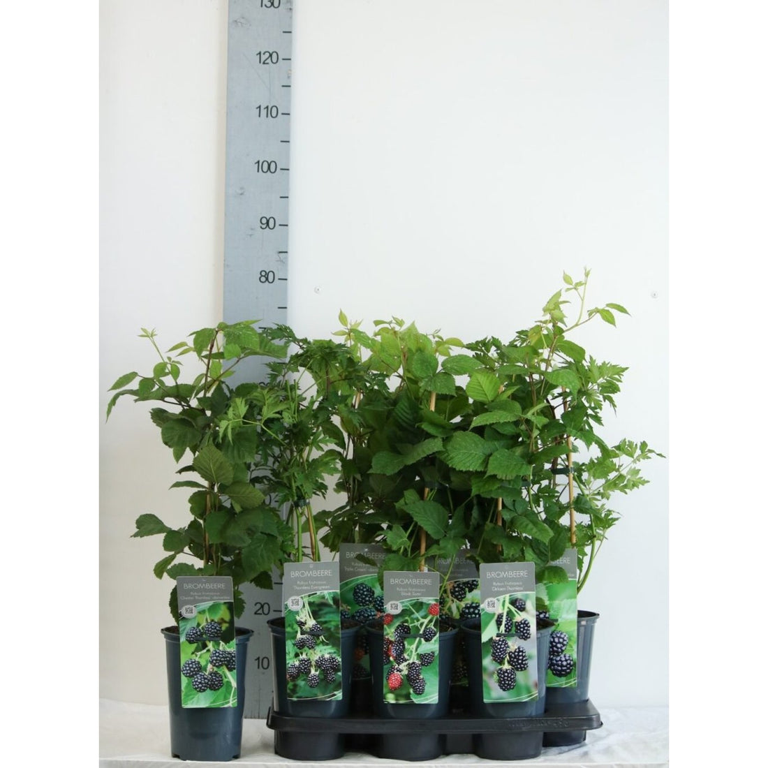 Björnbär – Rubus fruticosus &