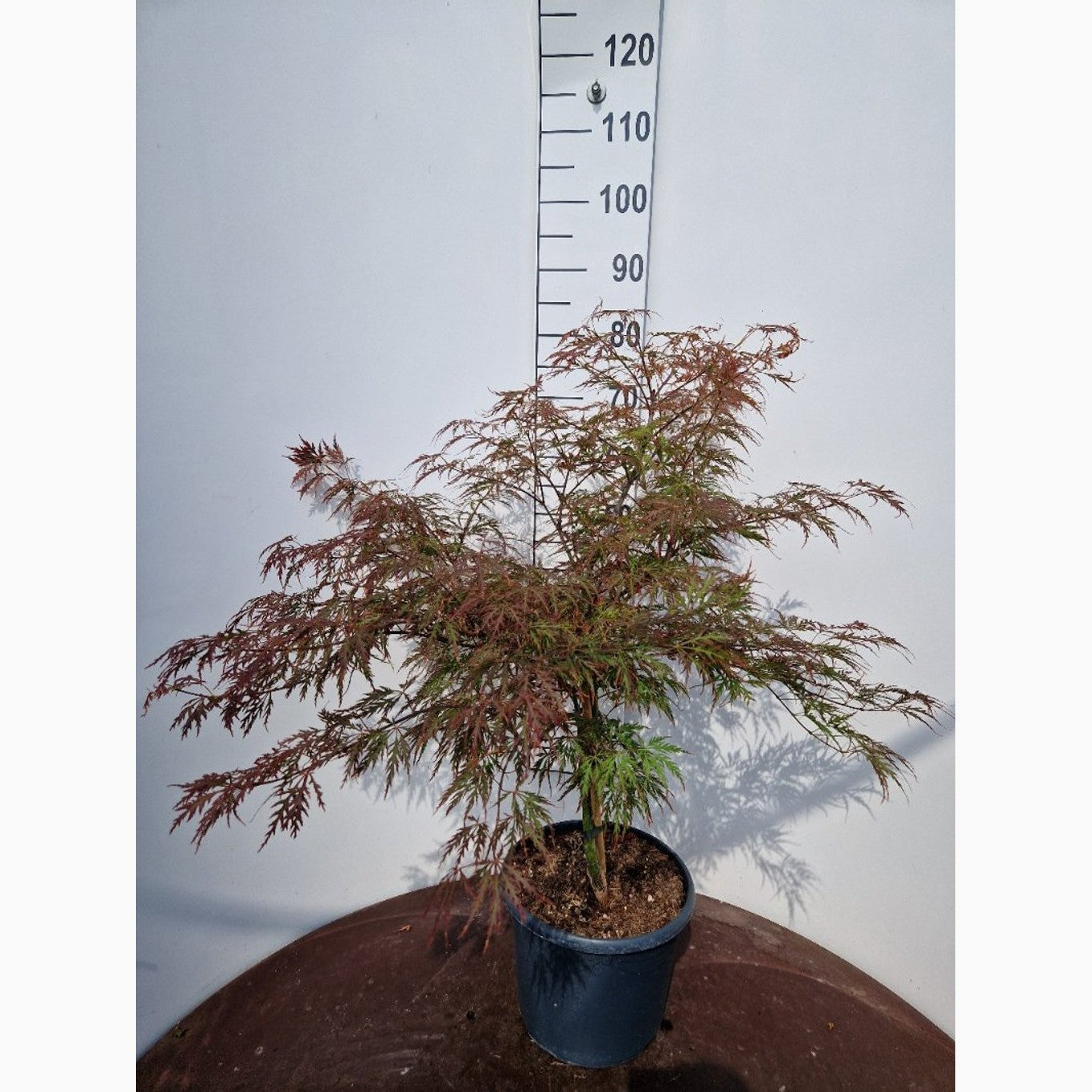 Japansk lönn – Acer pal. 'Garnet' - C10 50-60 CM