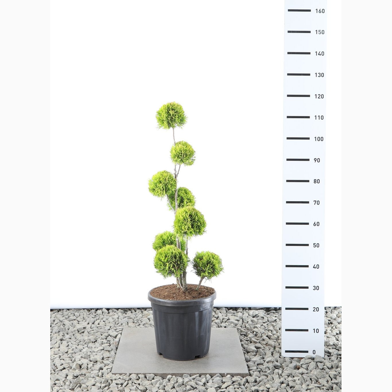 Thuja – Thuja occidentalis 'Golden Smaragd' - 80-100 CM PonPon Cont.
