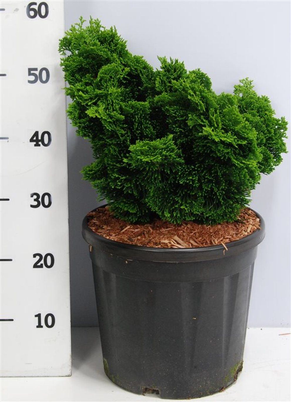 Ädelcypress – Chamaecyparis obtusa 'Nana Gracilis' - C18 30-40 cm.