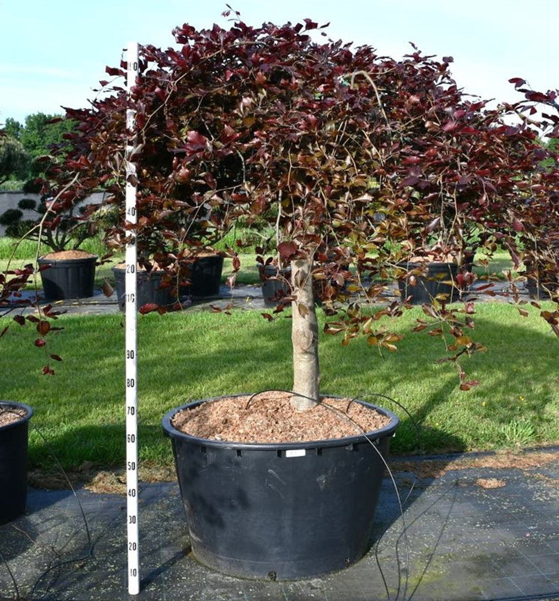 Hängblodbok – Fagus sylvatica &