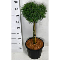 Västra vit­tall – Pinus strobus 'Green Curls' - C13 40 cm. Stam