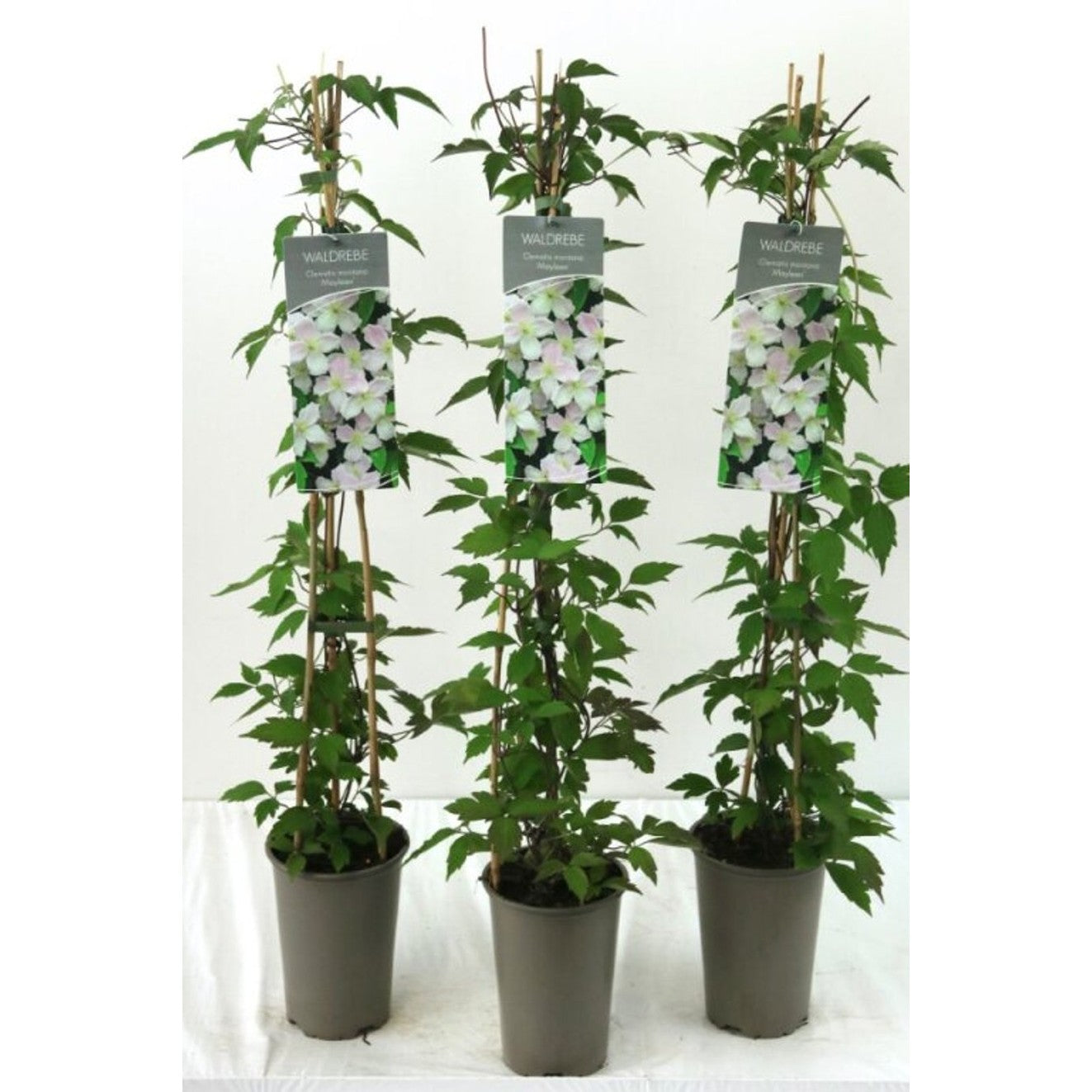 Klematis – Clematis 'Mayleen' - C2 60-80 CM Stick