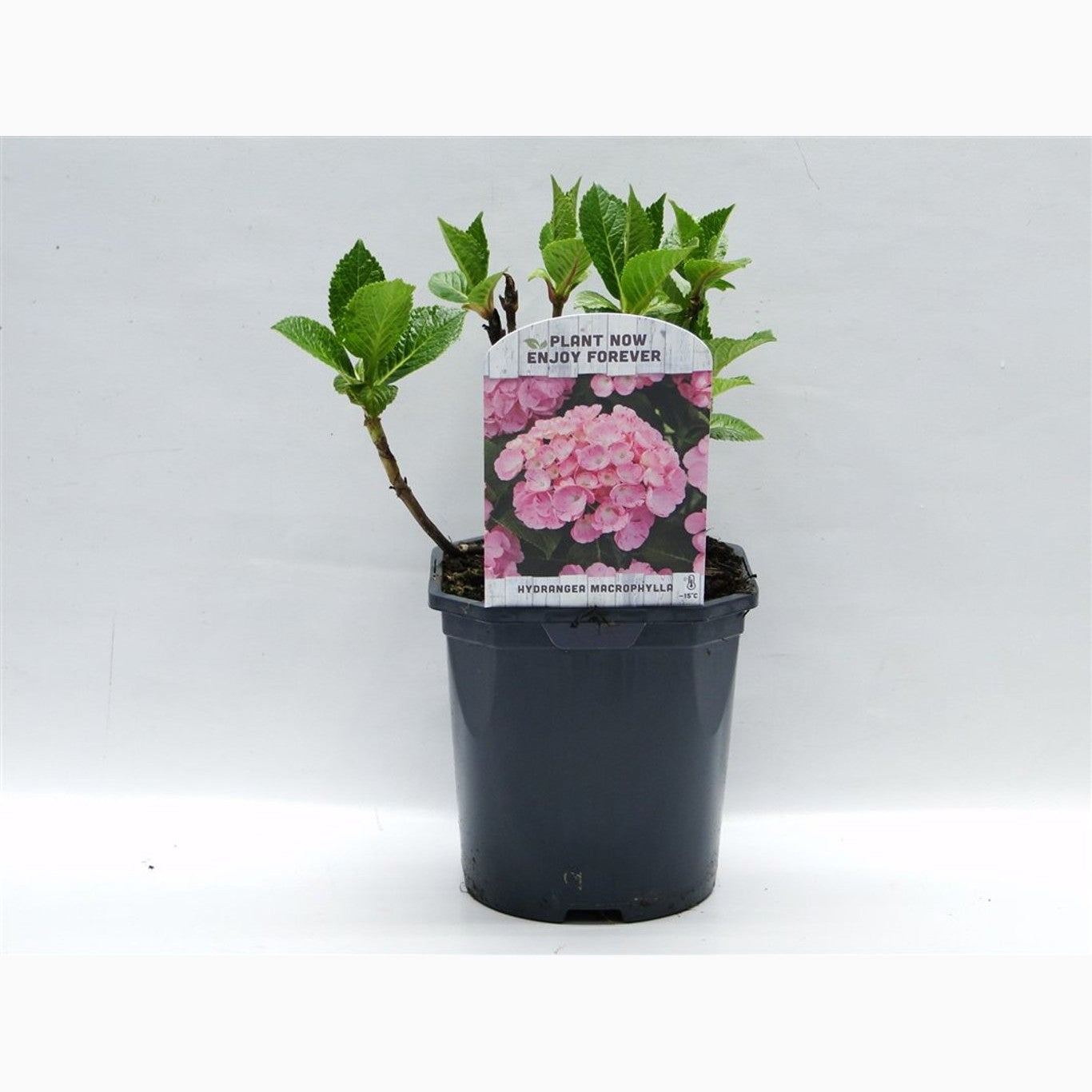 Hortensia – Hydrangea macrophylla 'Pink' - C2