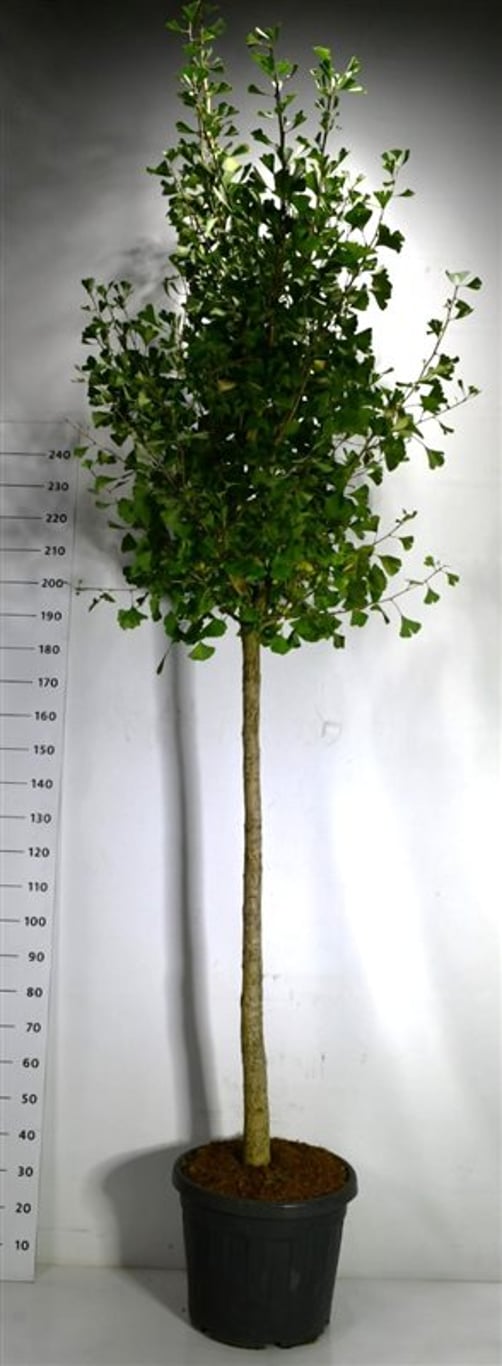 Tempelträd – Ginkgo biloba &