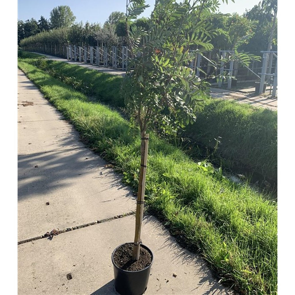 Rönn – Sorbus 'Red Robin' - C15 8/10  180 CM Stem