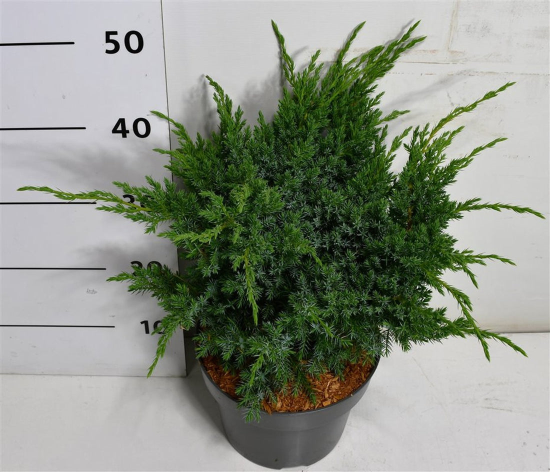 Himalaya-en – Juniperus squamata &