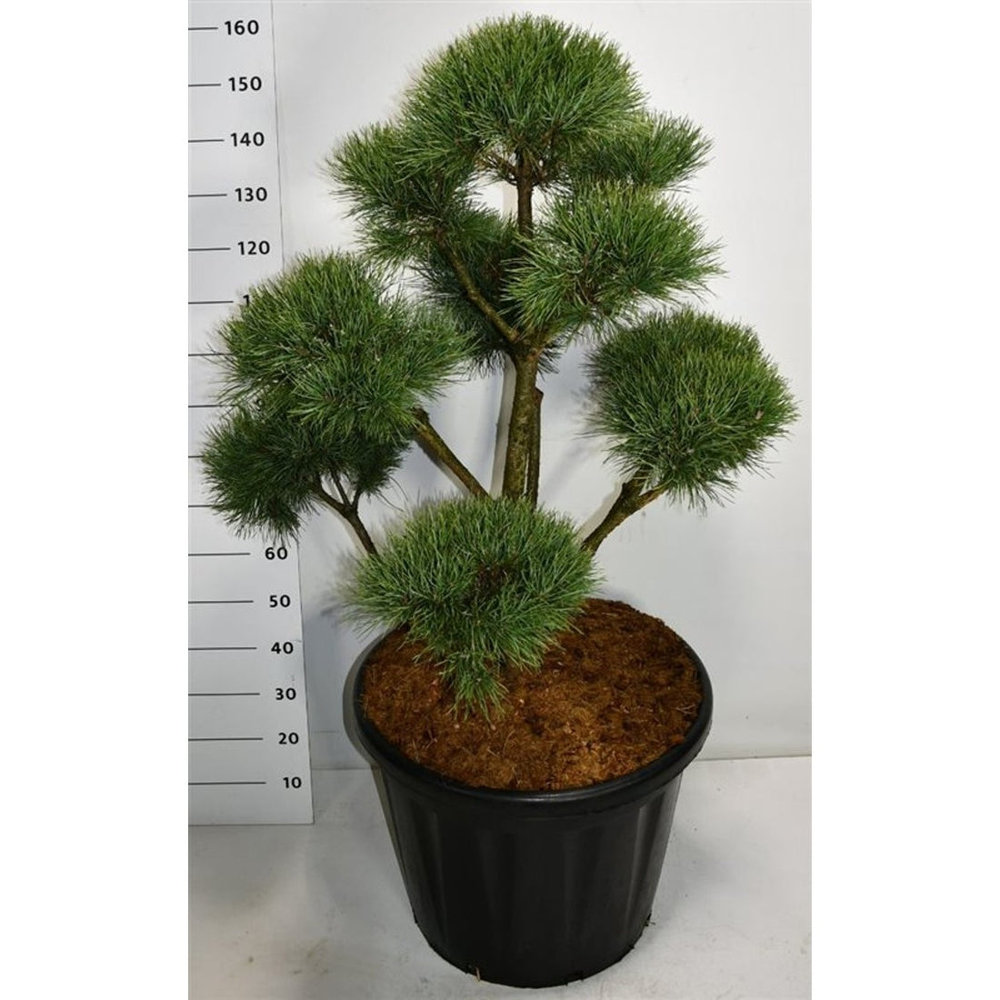 Tall – Pinus sylvestris &