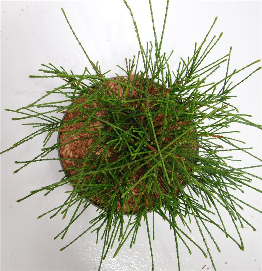 Thuja – Thuja plicata &
