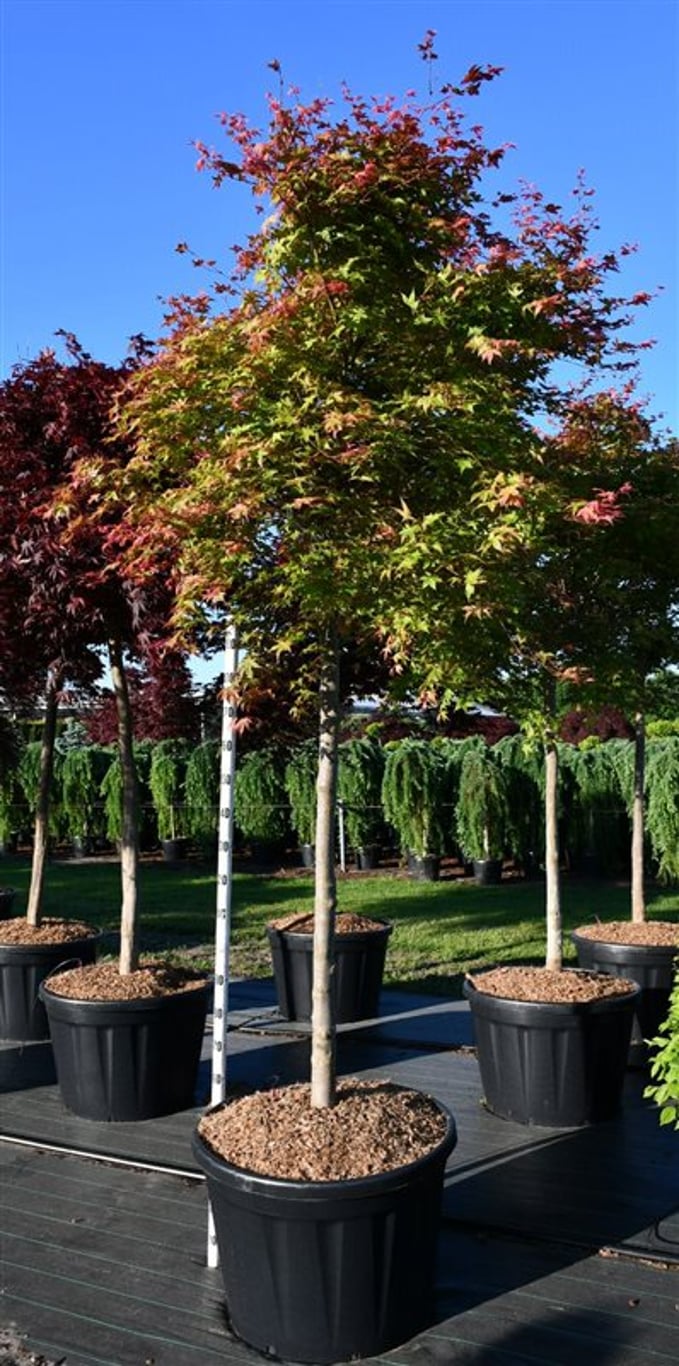 Japansk lönn – Acer palmatum &