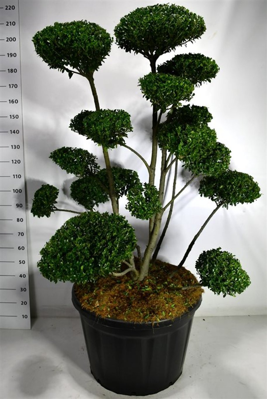 Ilex 'Impala' - C180 125-150 cm. Bonsai