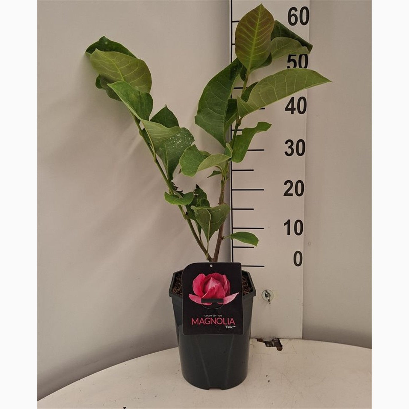 Magnolia – Magnolia 'Felix Jury' - C5 50-60 CM