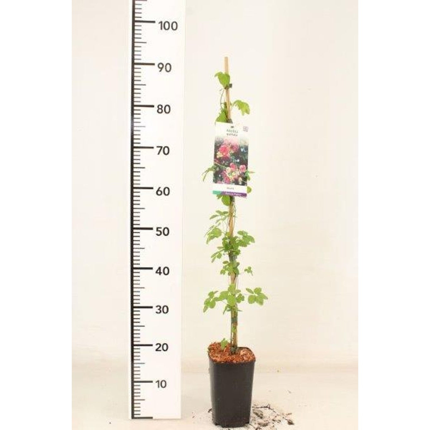 Fembladig akebia – Akebia quinata - C2 60-80 CM Stick