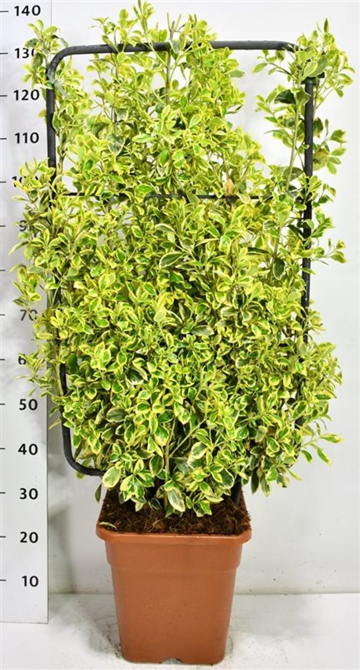 Japansk benved – Euonymus japonicus &