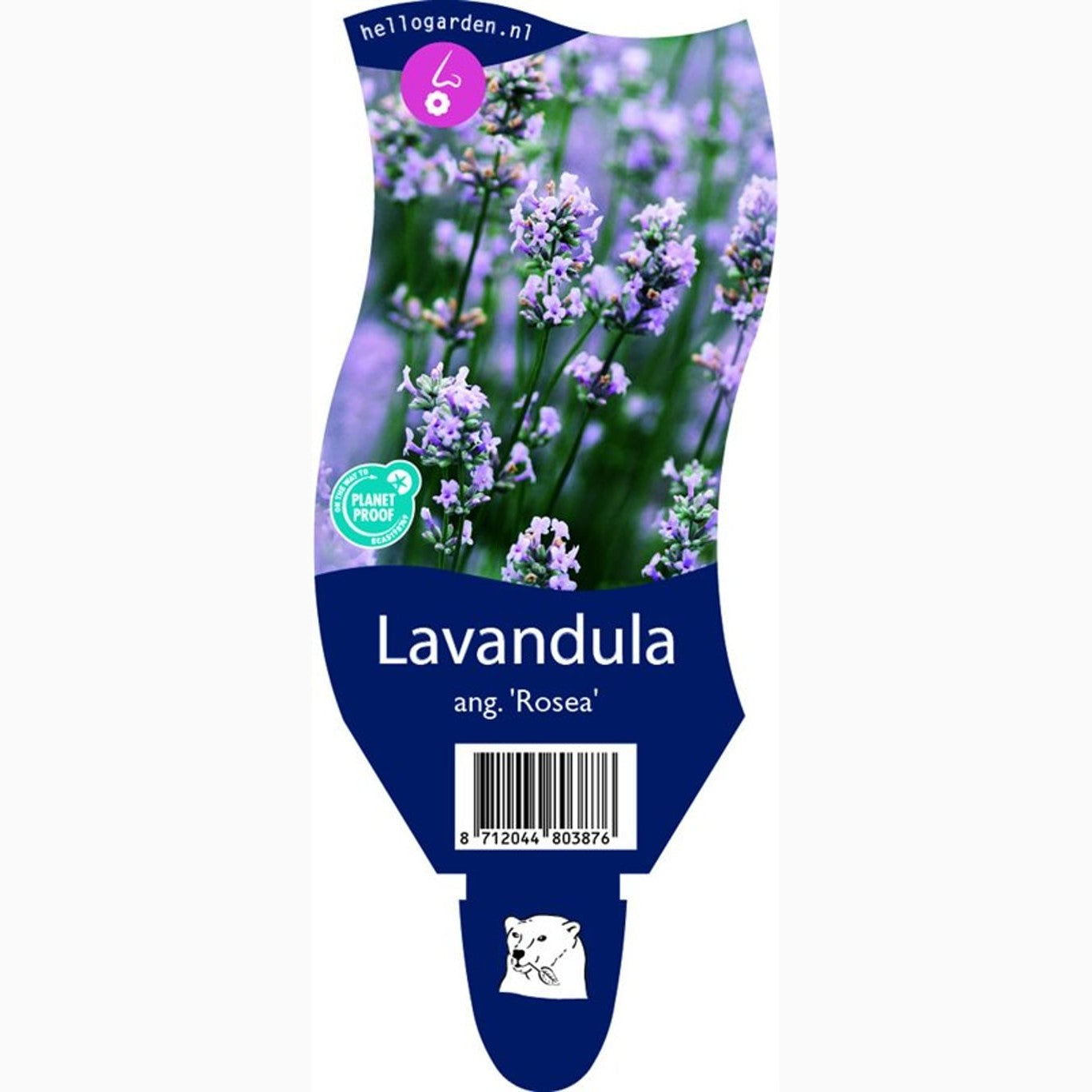Lavendel – Lavandula angustifolia 'Rosea' - P11