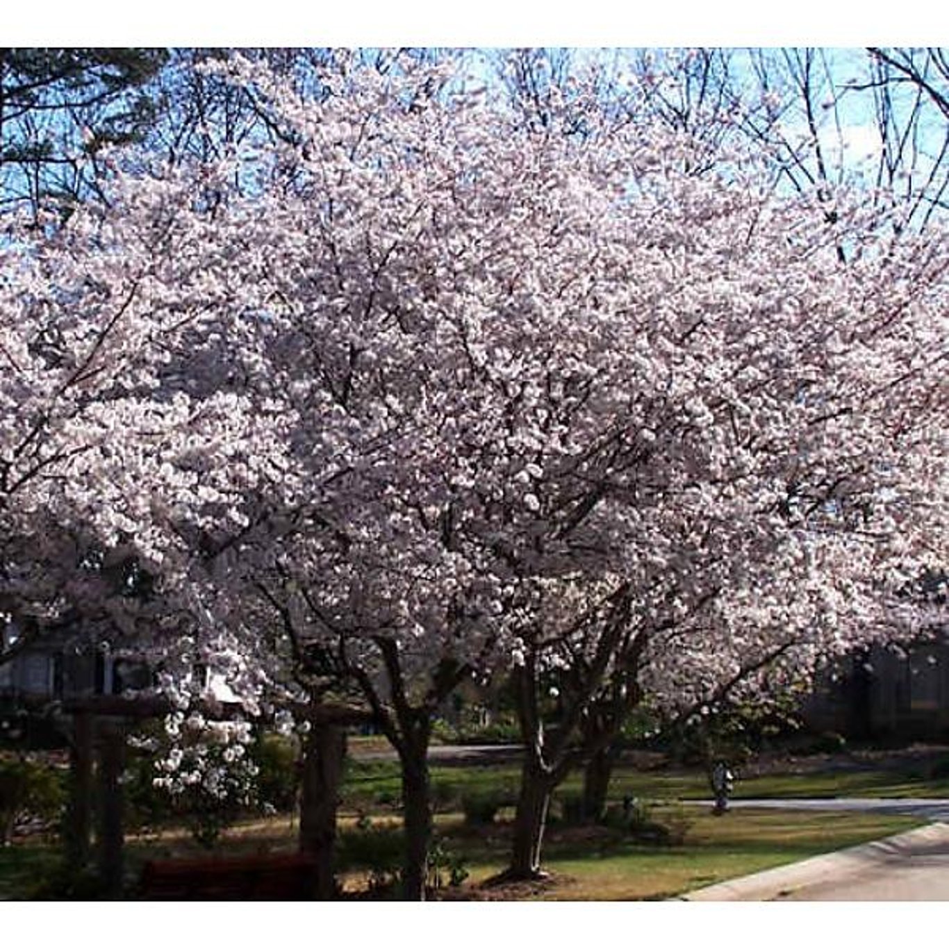 Japanskt körsbär – Prunus subhirtella 'Autumnalis' - 14/16 RB