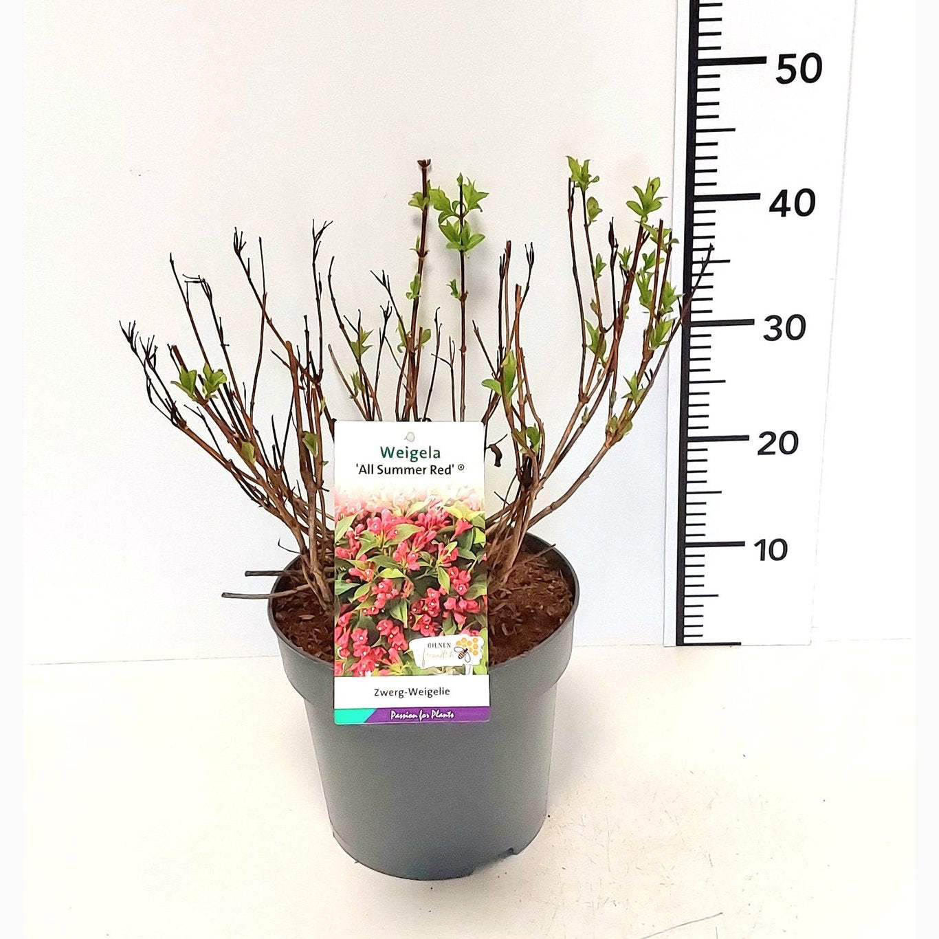 Praktweigela – Weigela 'All Summer Red' - C5 30-40 CM