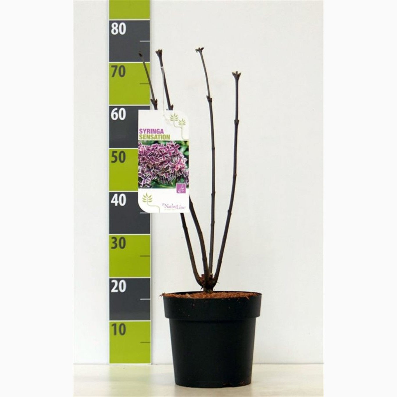 Syren (V); – Syringa vulgaris 'Sensation' - C4,6 50-60 CM