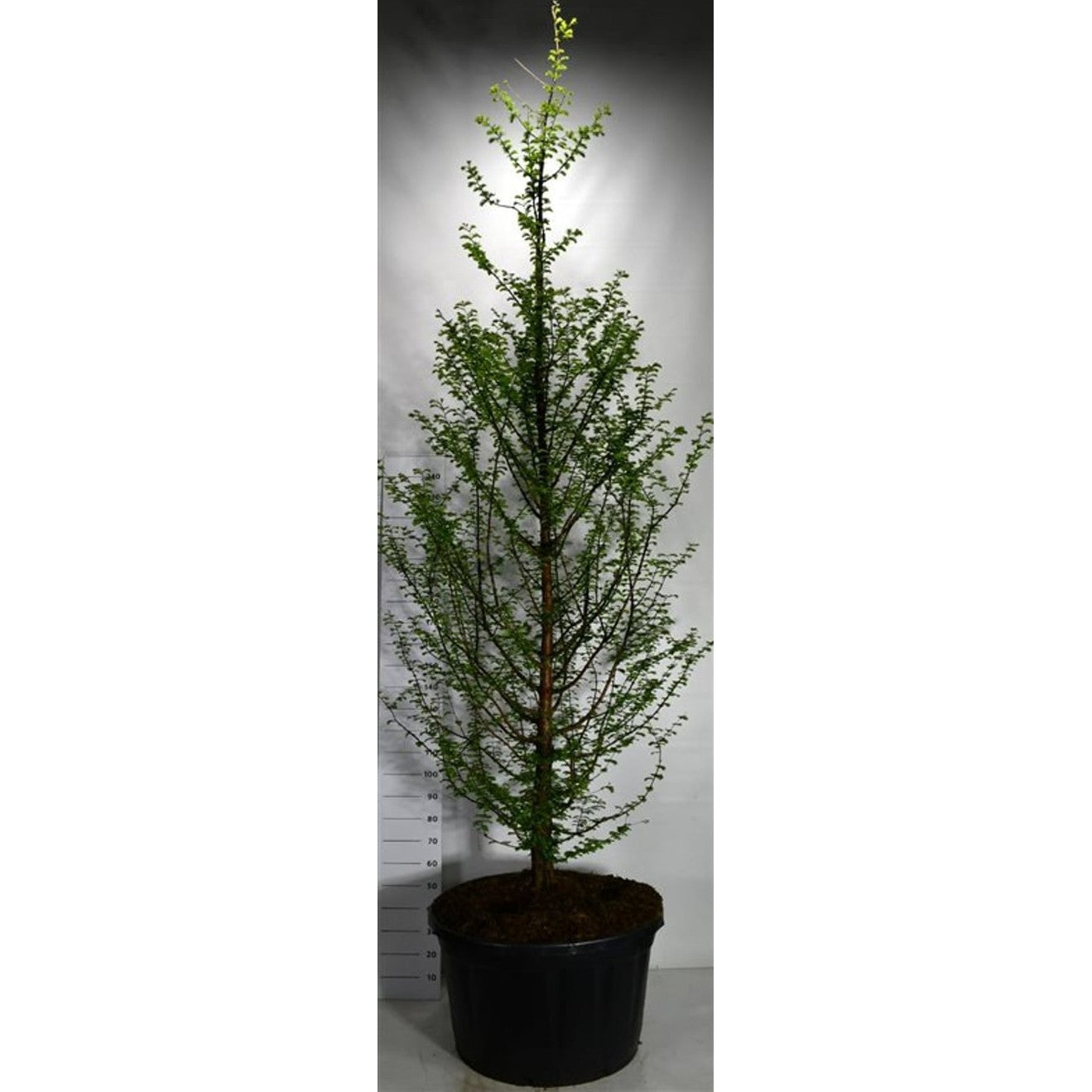 Vattenlärkträd – Metasequoia glyptostroboides - C280 300-350 cm.