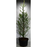 Vattenlärkträd – Metasequoia glyptostroboides - C280 300-350 cm.