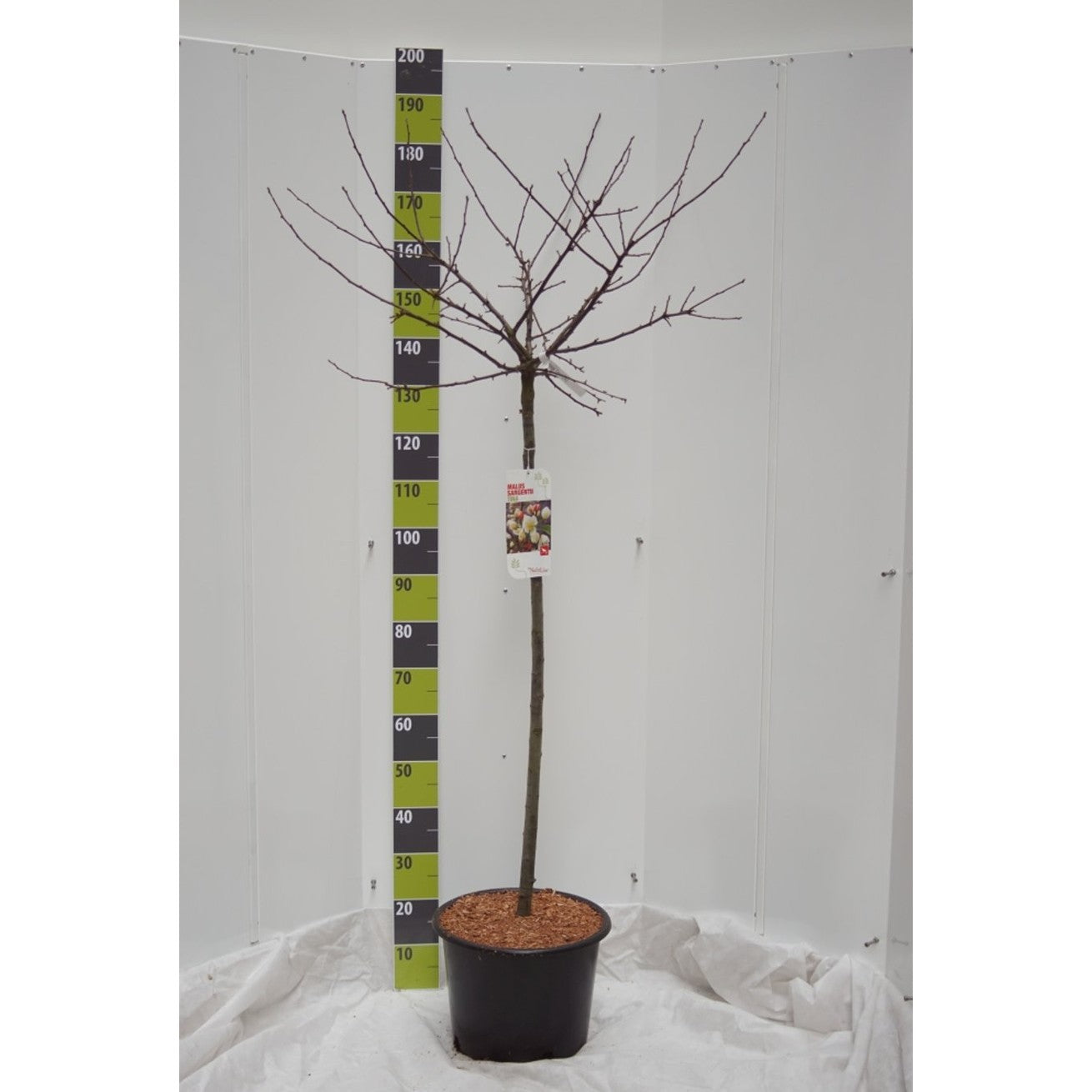 Äpple – Malus toringo 'Tina' - 120 CM Stem C20