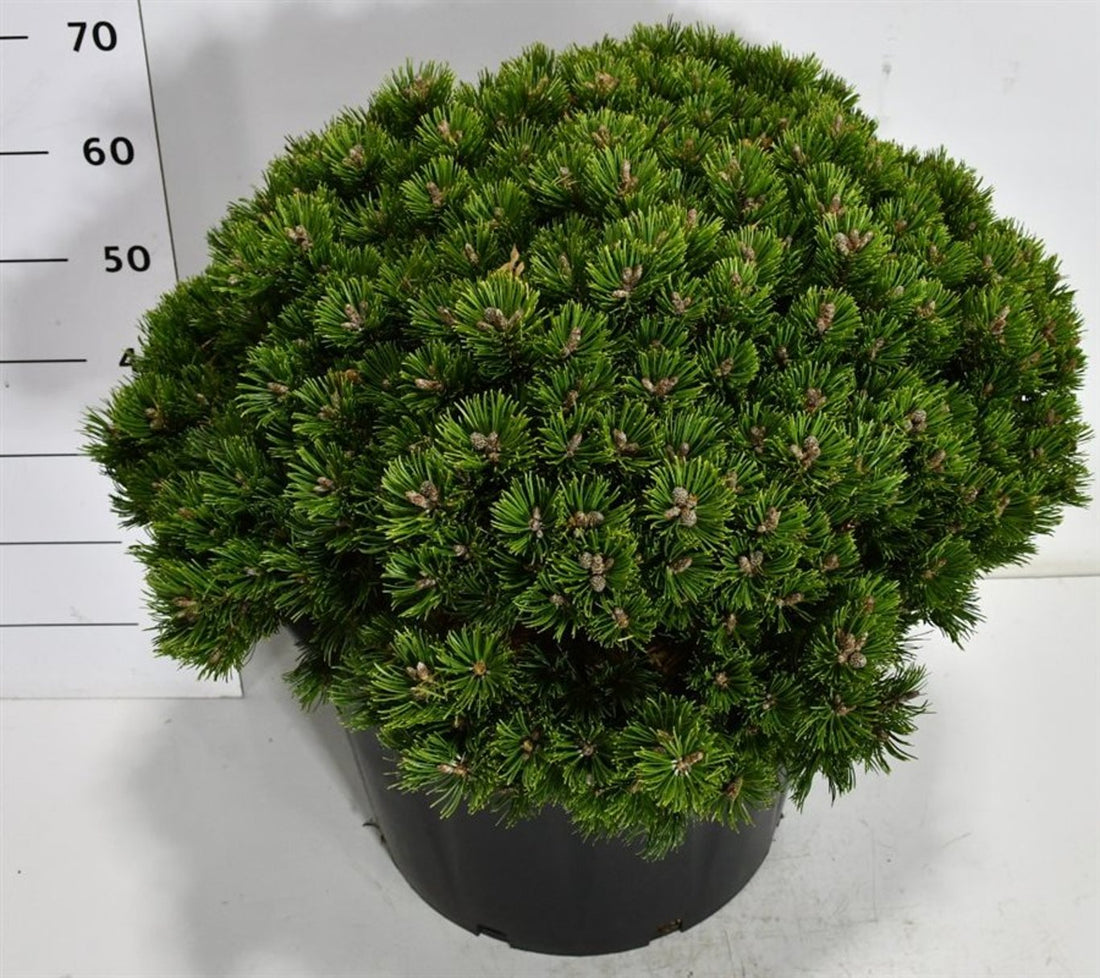 Bergtall – Pinus mugo &