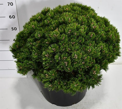 Bergtall – Pinus mugo &