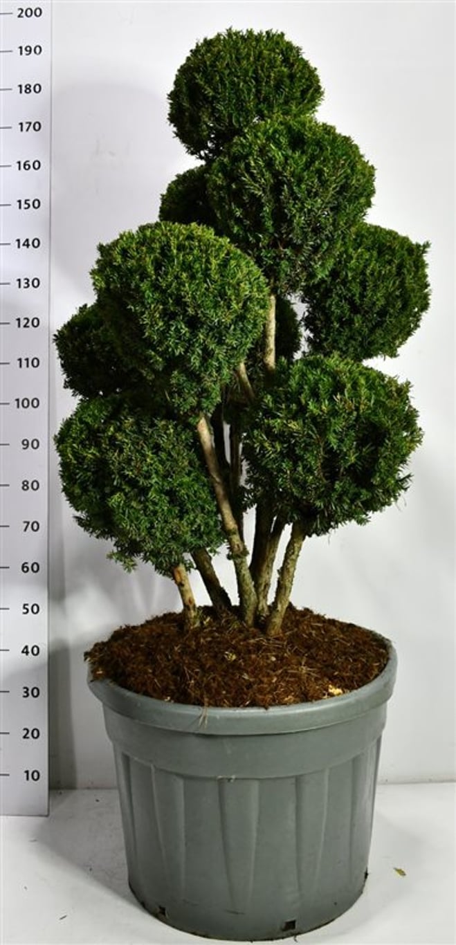 Hybrididegran – Taxus media &