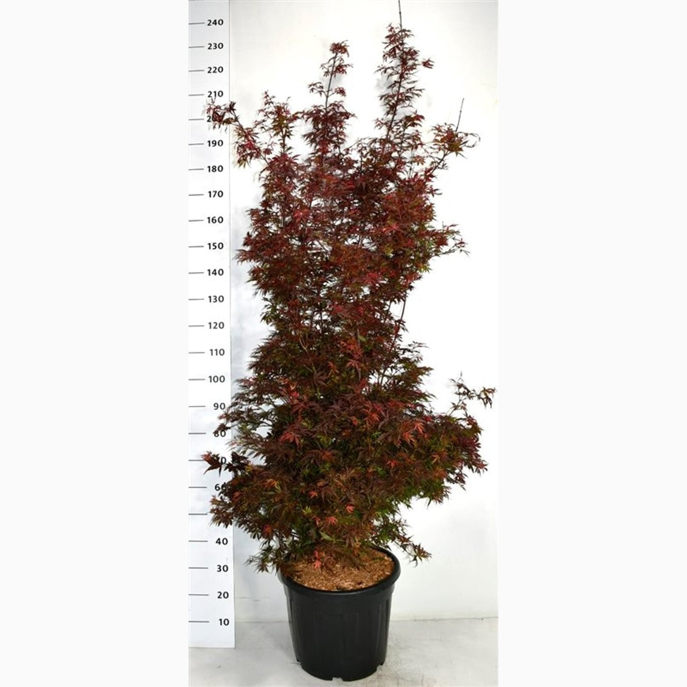 Japansk lönn – Acer pal. 'Shaina' - C35 175-200 CM
