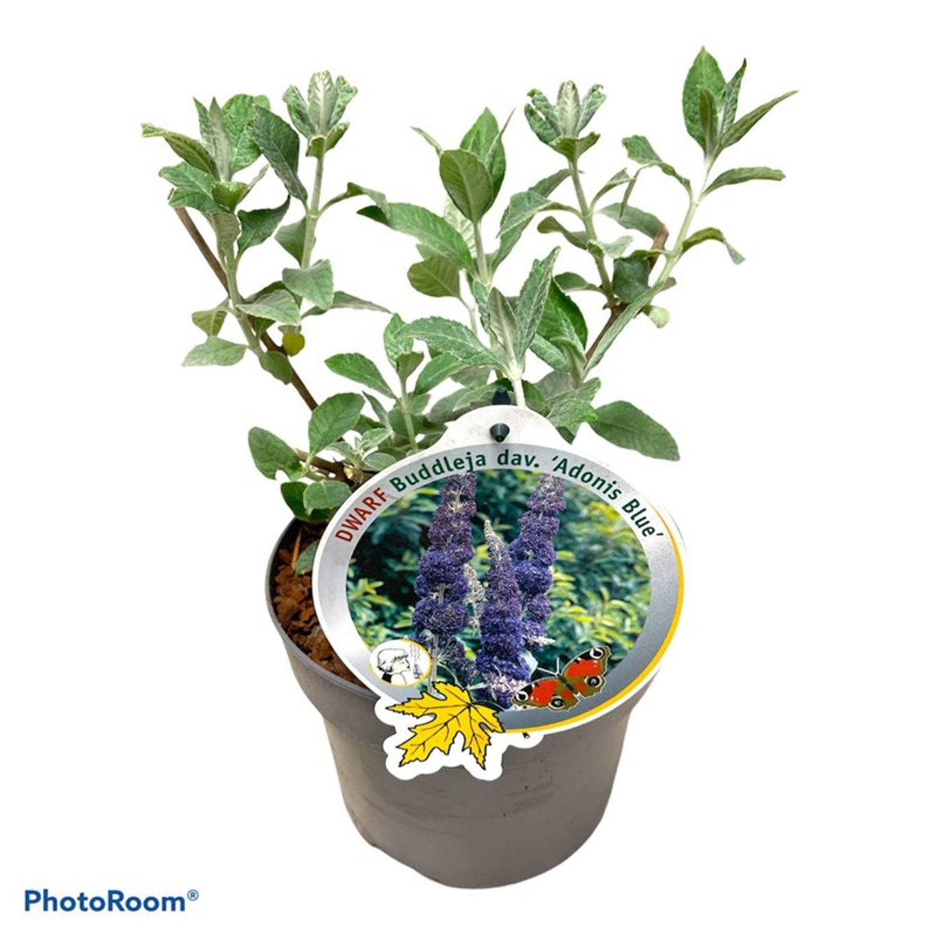 Sommarlilja – Buddleja dav. 'Adonis Blue' - C3