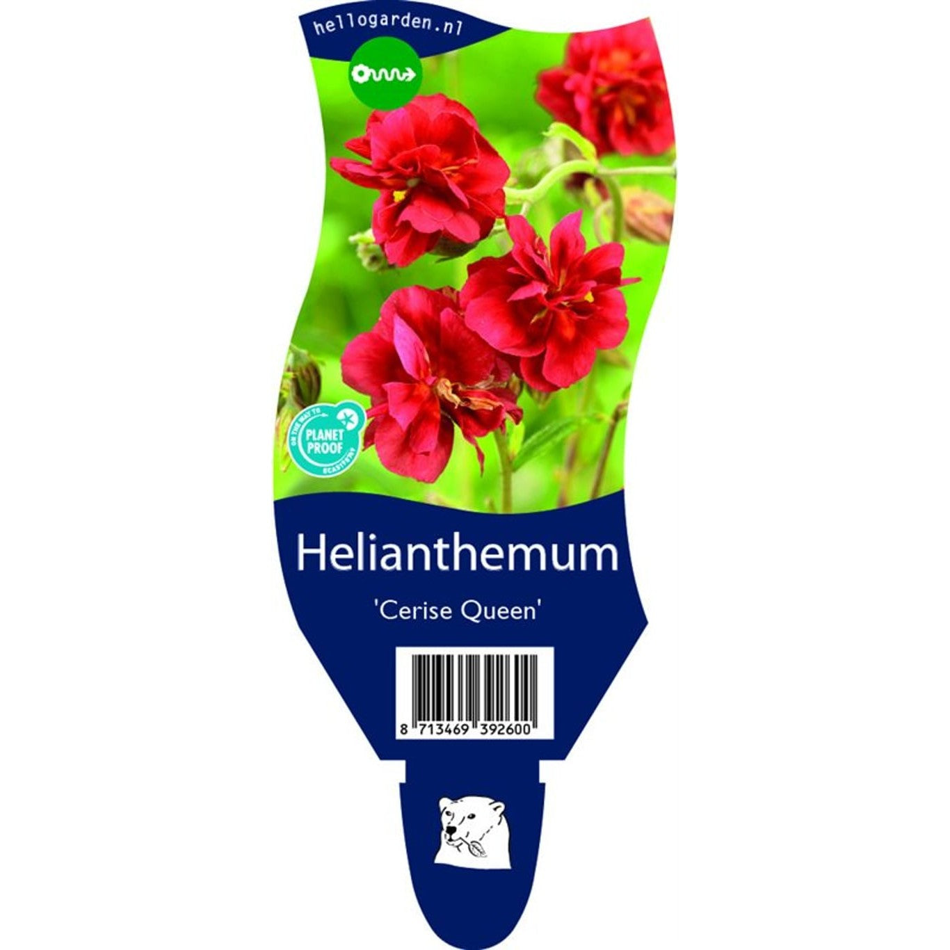 Solvända – Helianthemum 'Cerise Queen' - P11