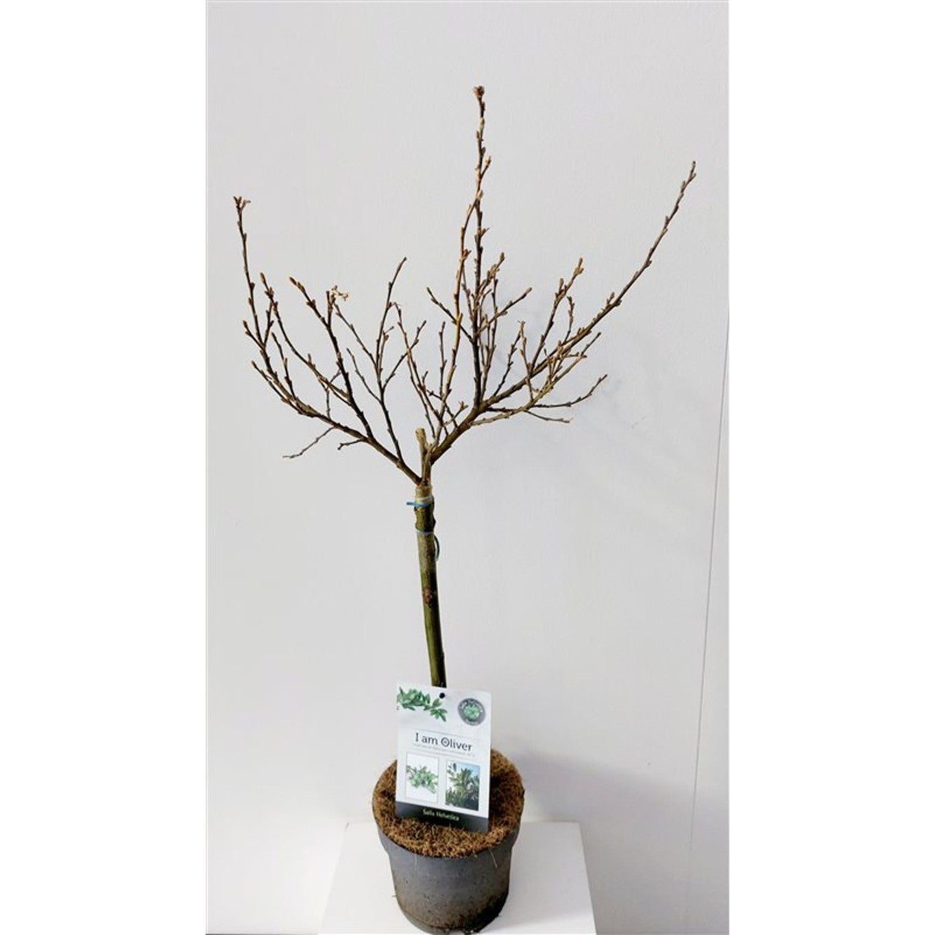 Alpvide – Salix helvetica - 40 CM Stem Cont.