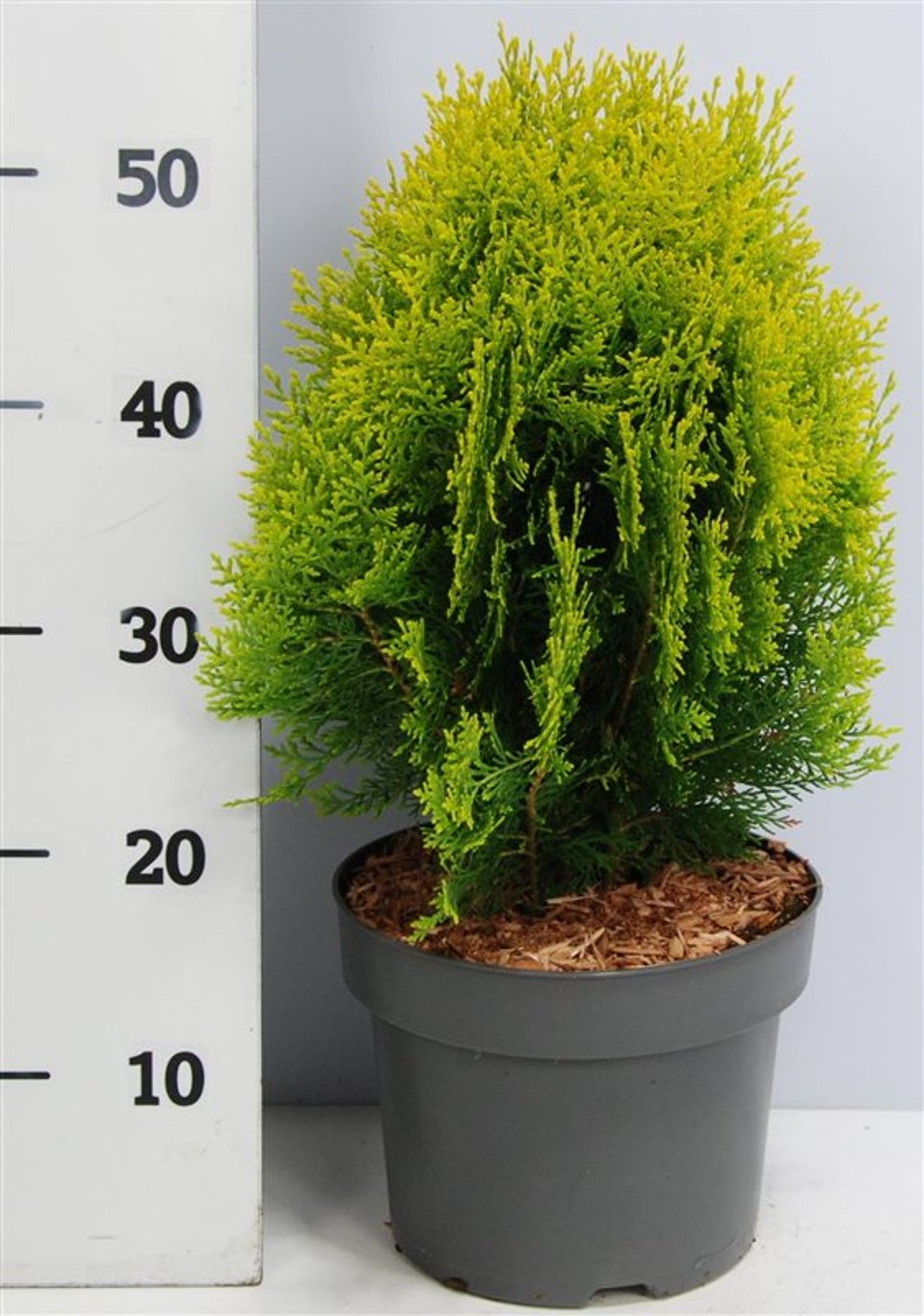 Thuja – Thuja occidentalis 'Aurea Nana' - C5 30-40 cm.